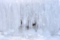 Forêt de glace